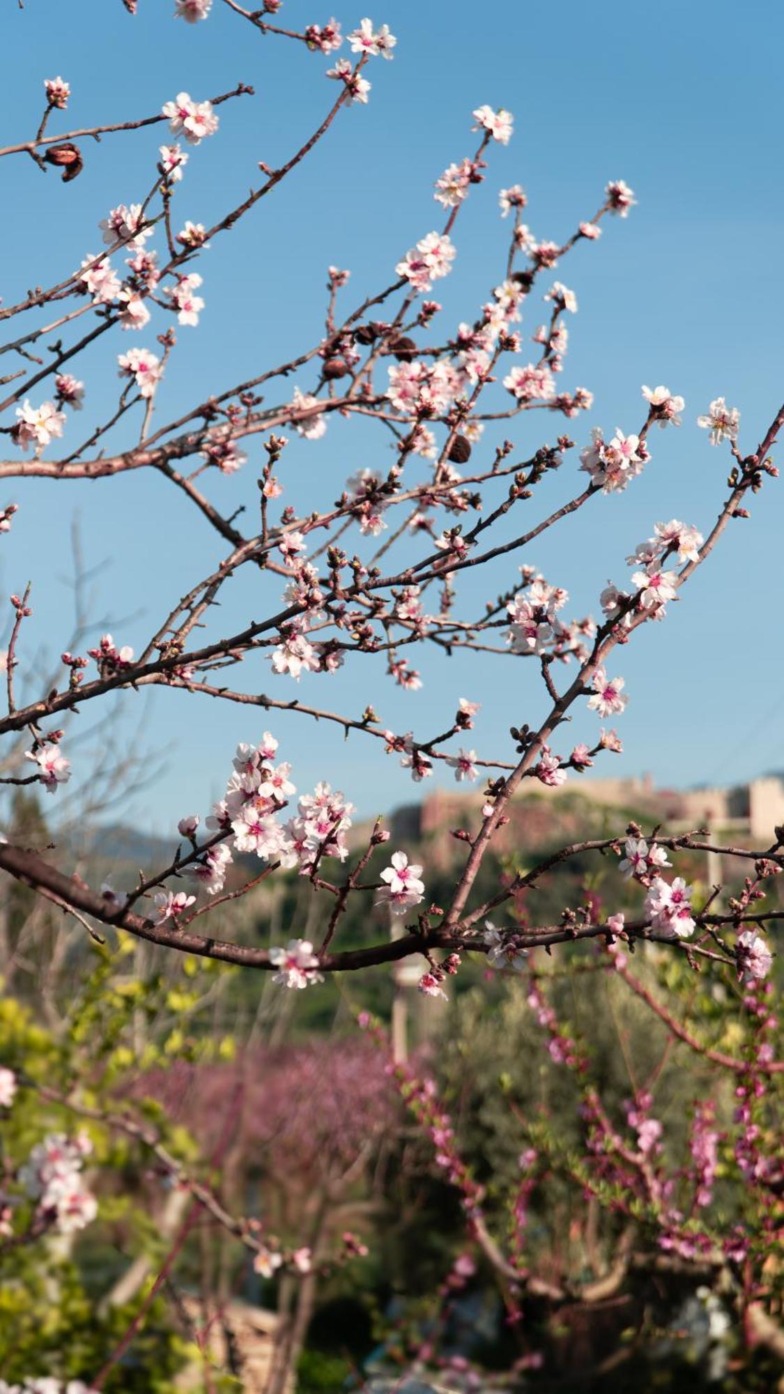 Mandalin Glamping Hotel Selcuk Exterior photo